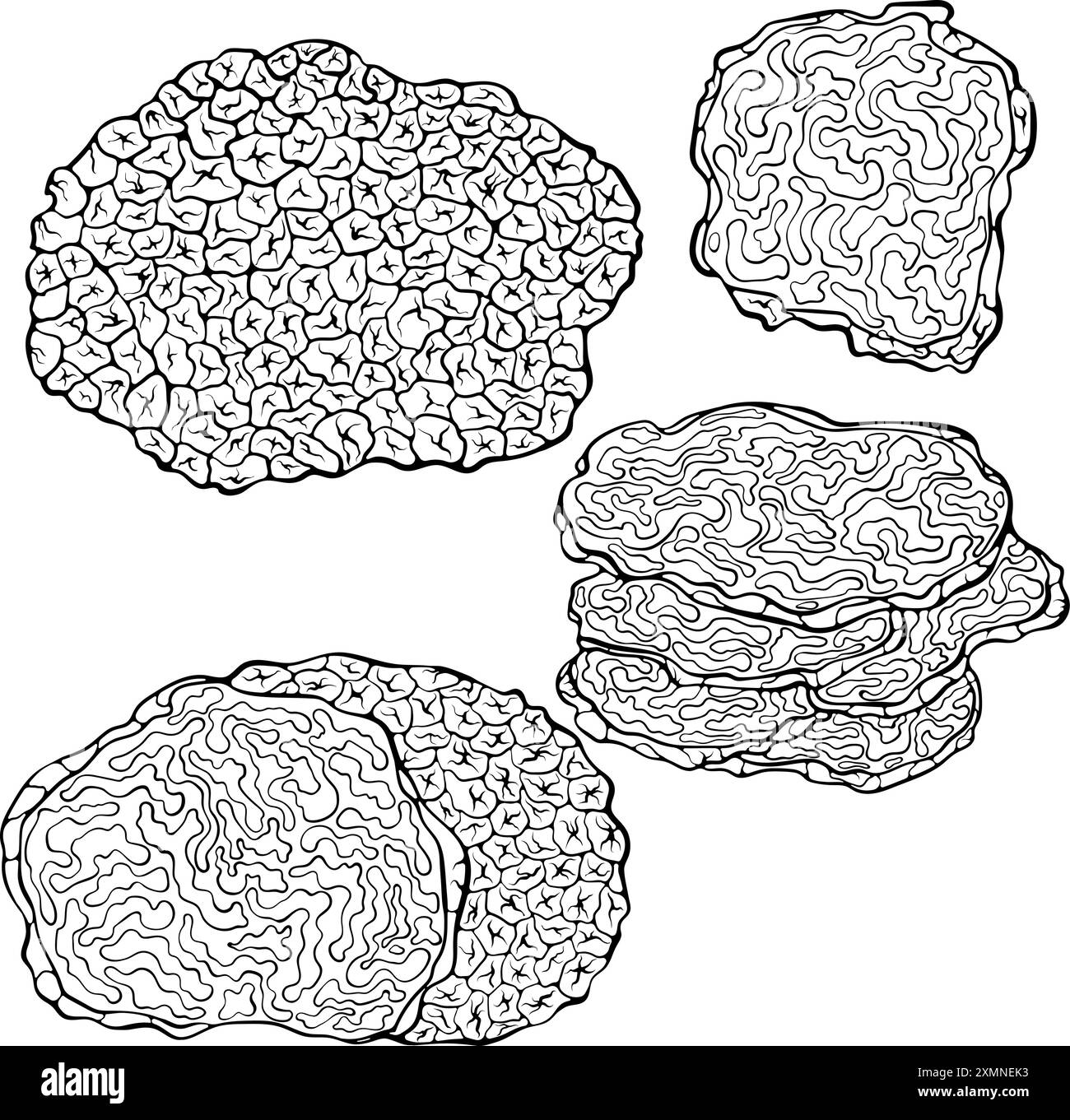 Ensemble de champignons truffes art au trait Illustration de Vecteur