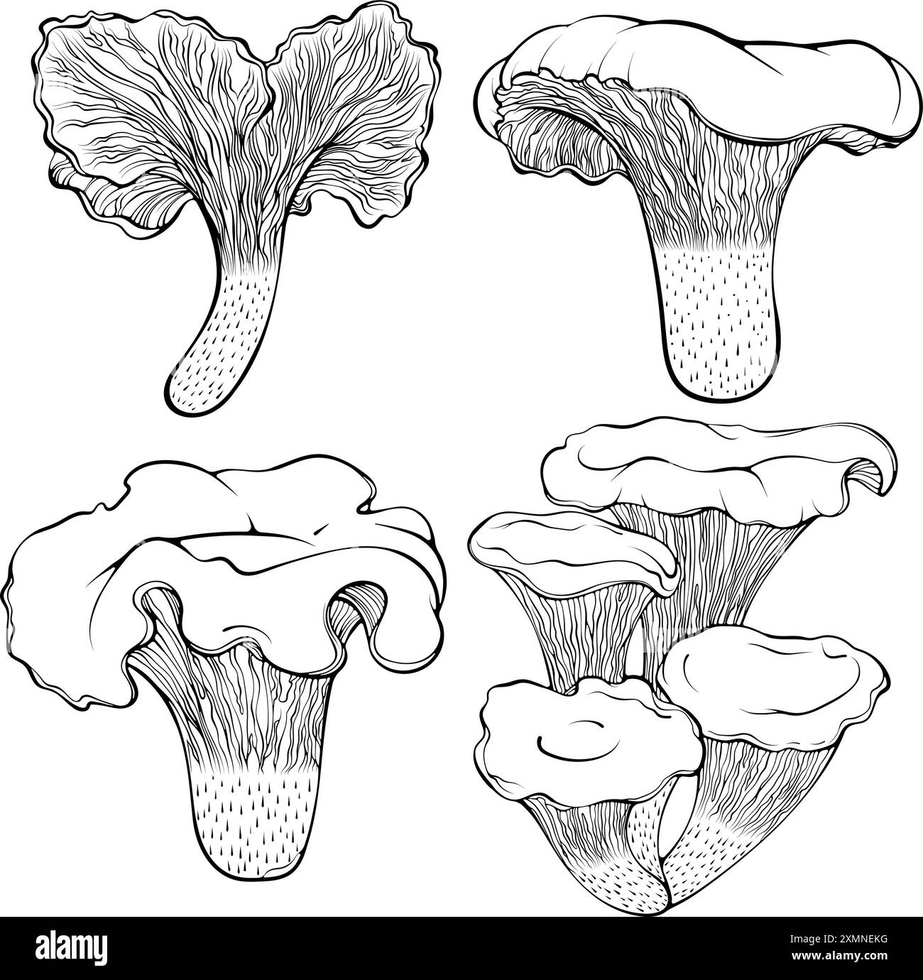 Ensemble de champignons chanterelles dessin au trait Illustration de Vecteur