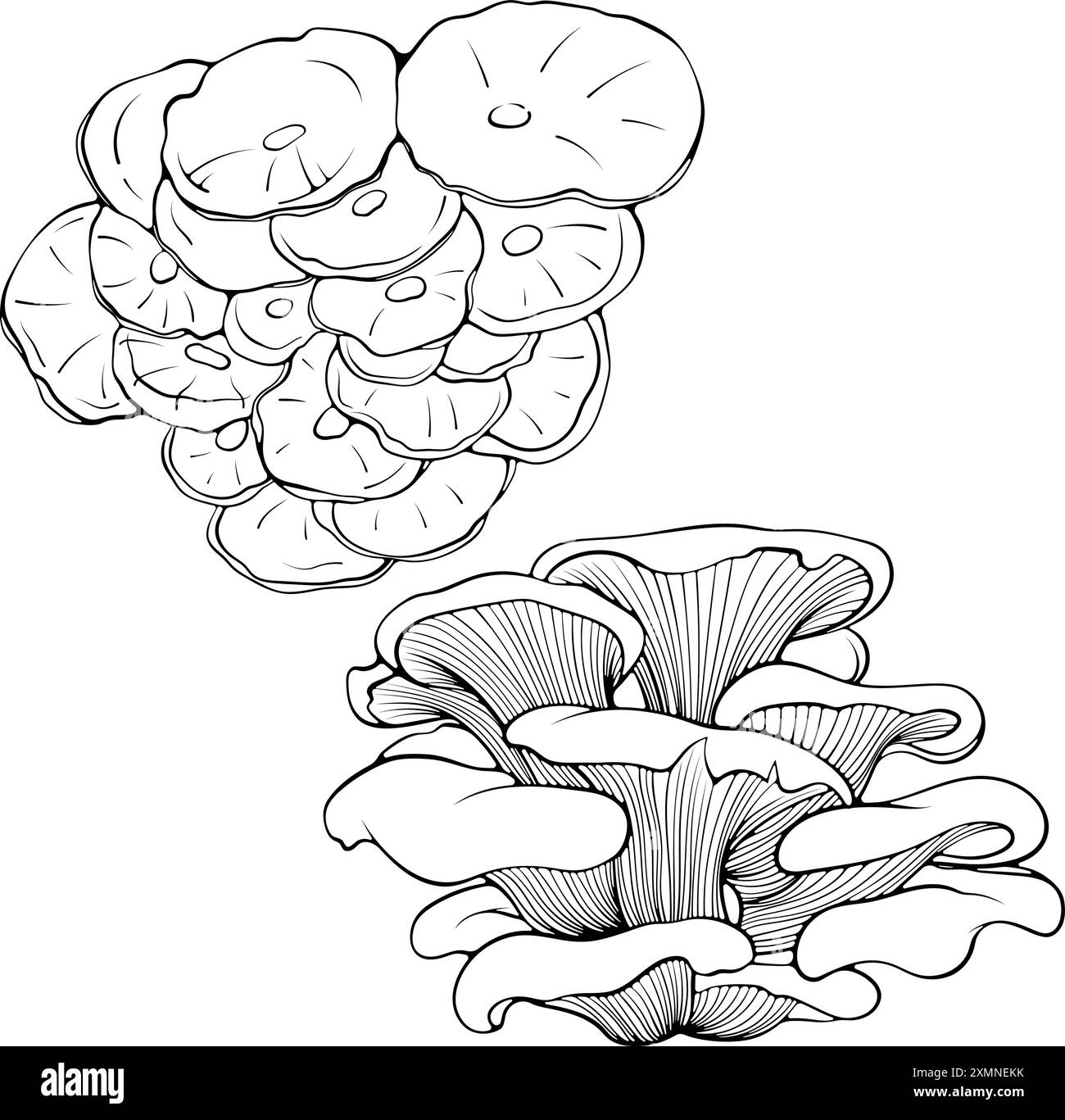 Ensemble de champignons huîtres dessin au trait Illustration de Vecteur
