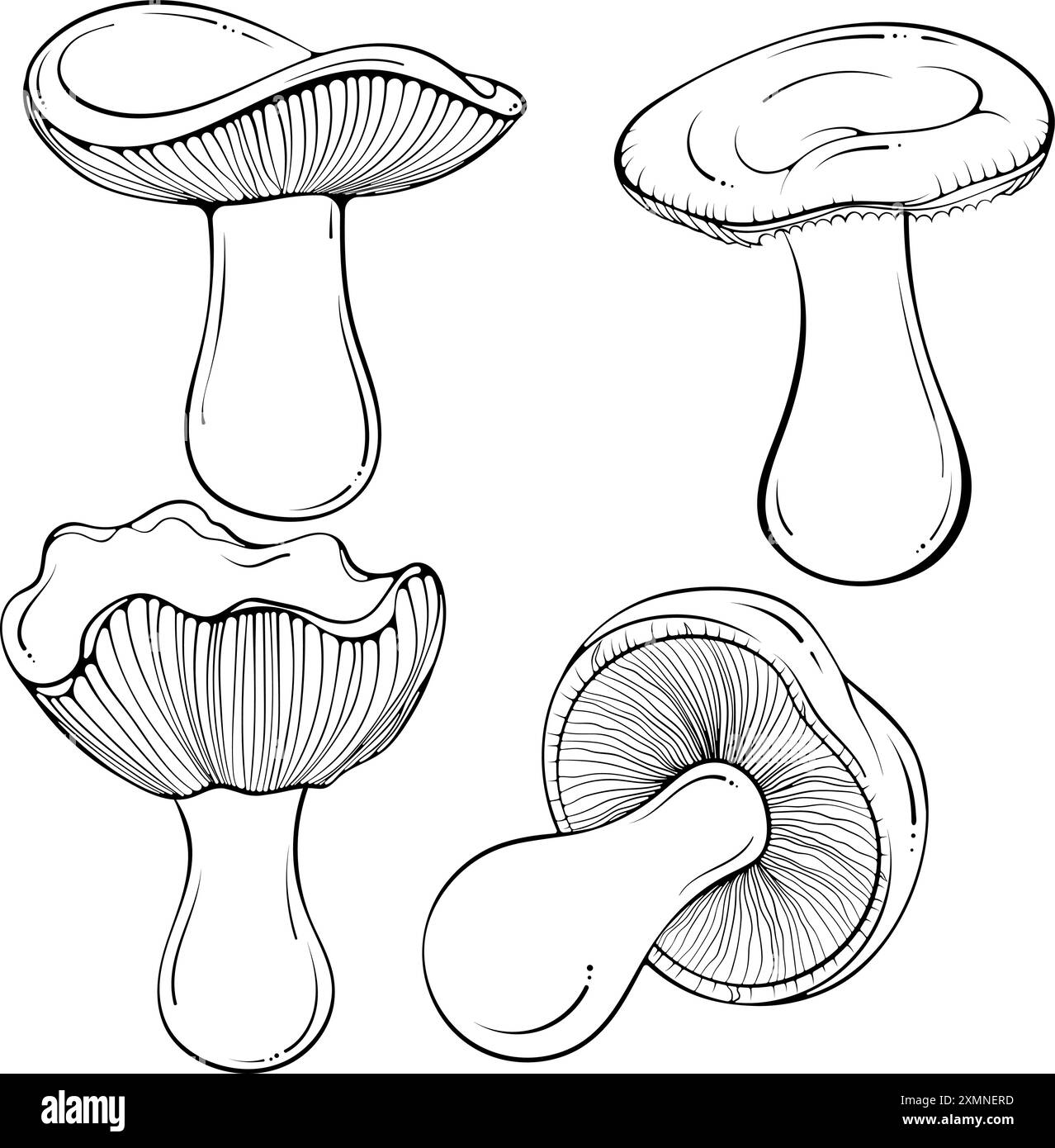 Russula champignon set art au trait Illustration de Vecteur