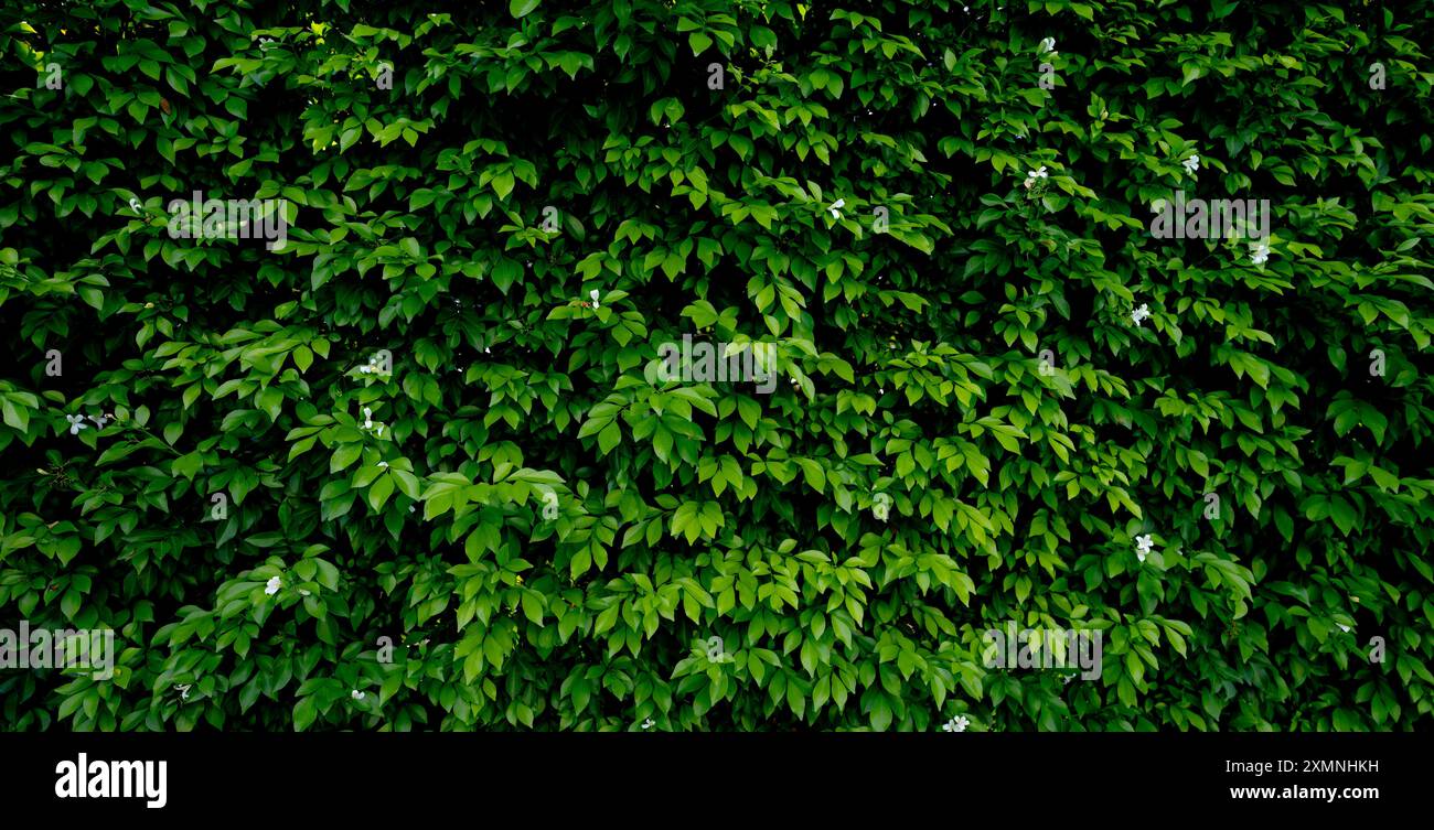 Petites feuilles vertes sur fond de texture de la paroi de haie. Gros plan plante de haie verte dans le jardin. Mur de haies écologique à feuilles persistantes. Toile de fond naturelle. La beauté dans la nature Banque D'Images