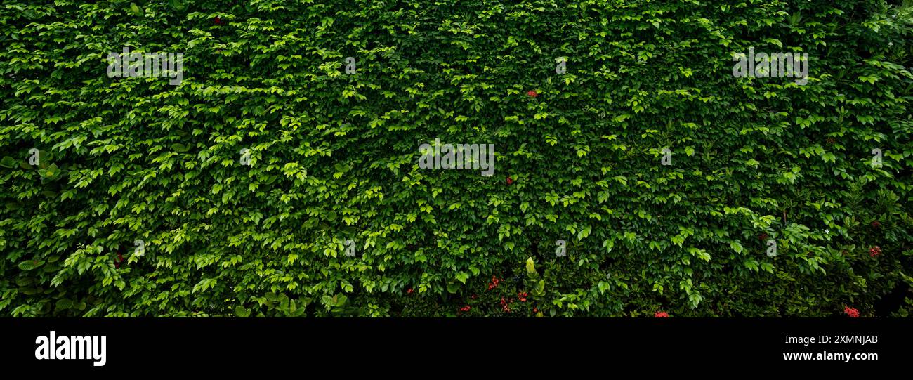 Petites feuilles vertes sur fond de texture de la paroi de haie. Gros plan plante de haie verte dans le jardin. Mur de haies écologique à feuilles persistantes. Toile de fond naturelle. La beauté dans la nature Banque D'Images