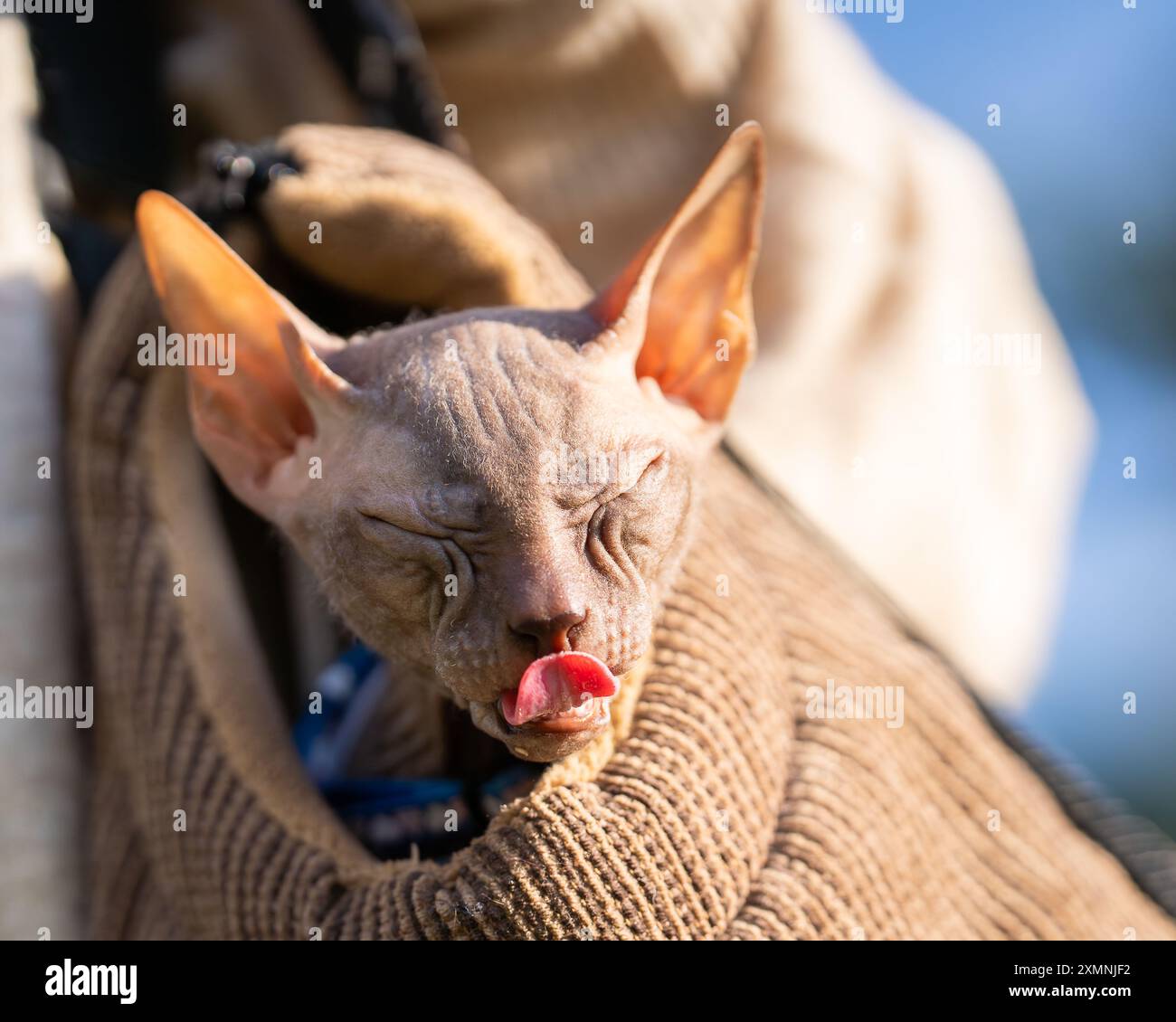 Les baies mûrissent sur une branche de mûre commune (Rubus caesius) dans la nature. Dewberry européen (Rubus caesius) gros plan de fruits. Banque D'Images