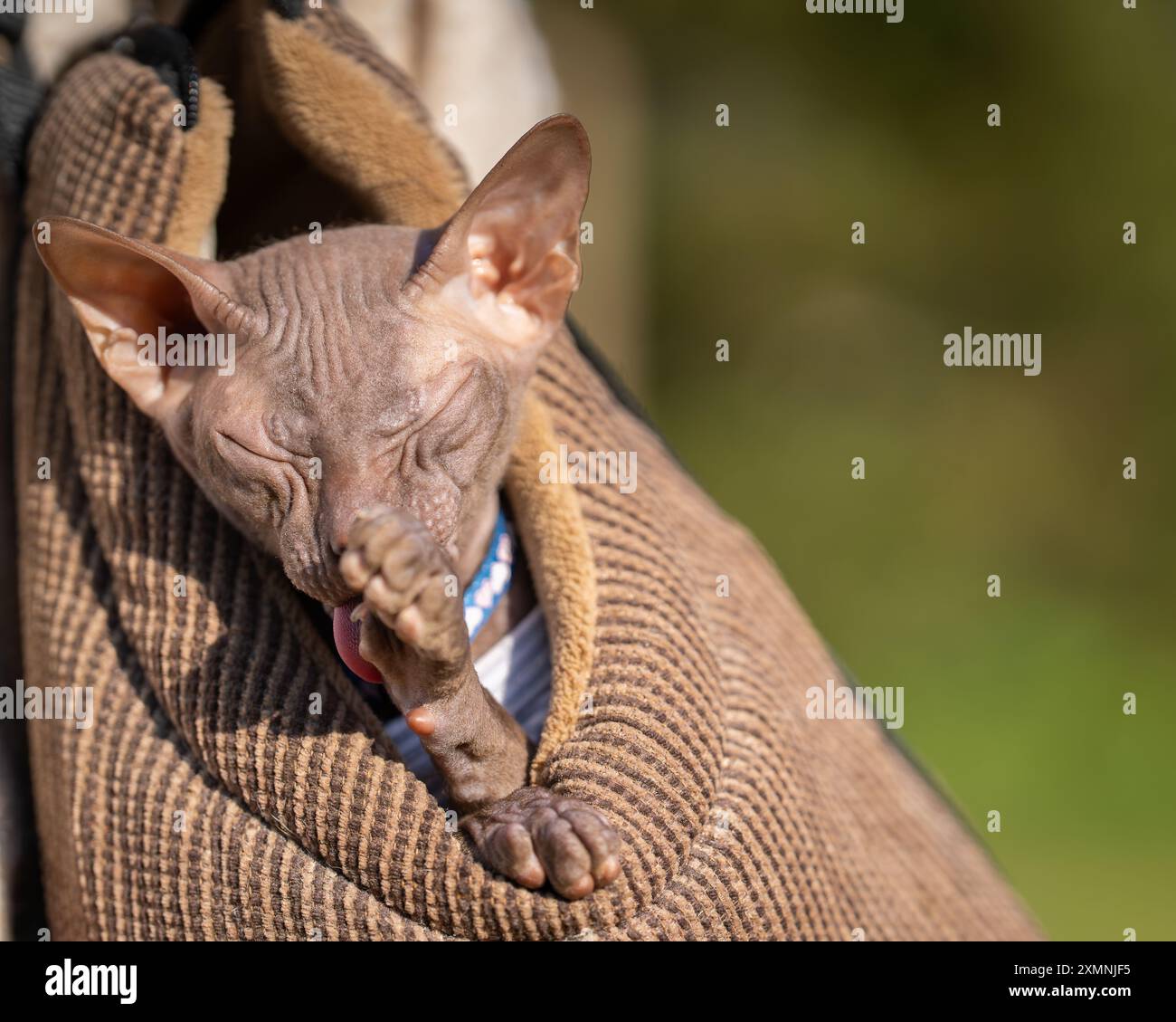 Chat chauve à la peau ridée couvre son visage avec sa patte. Chat canadien Sphynx se lavant le visage avec une patte . Vue rapprochée du chat mignon sans poils dans le sac. Banque D'Images