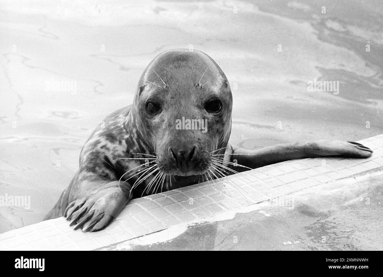 Un phoque dans un sanctuaire de phoques à Gweek, près de Helston en Cornouailles où des tas de bébés phoques avaient été échoués sur les plages après de grosses tempêtes. 20 juin 1989 photo de Roger Bamber Banque D'Images