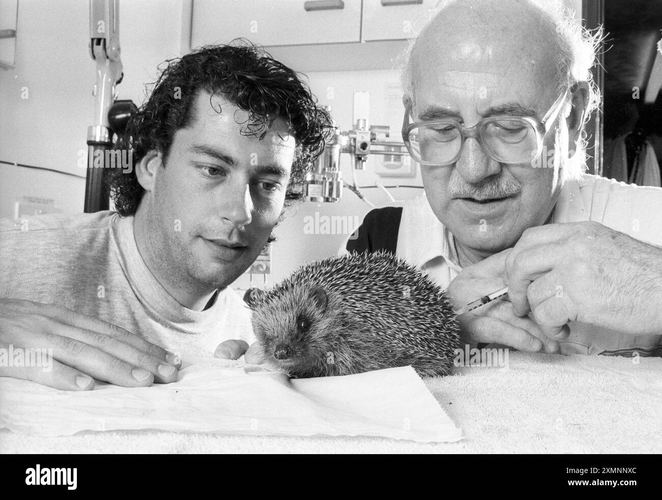 Une caractéristique sur les hérissons qui commencent à décliner à l'état sauvage dans les années 1990 2 juillet 1992 photo de Roger Bamber Banque D'Images