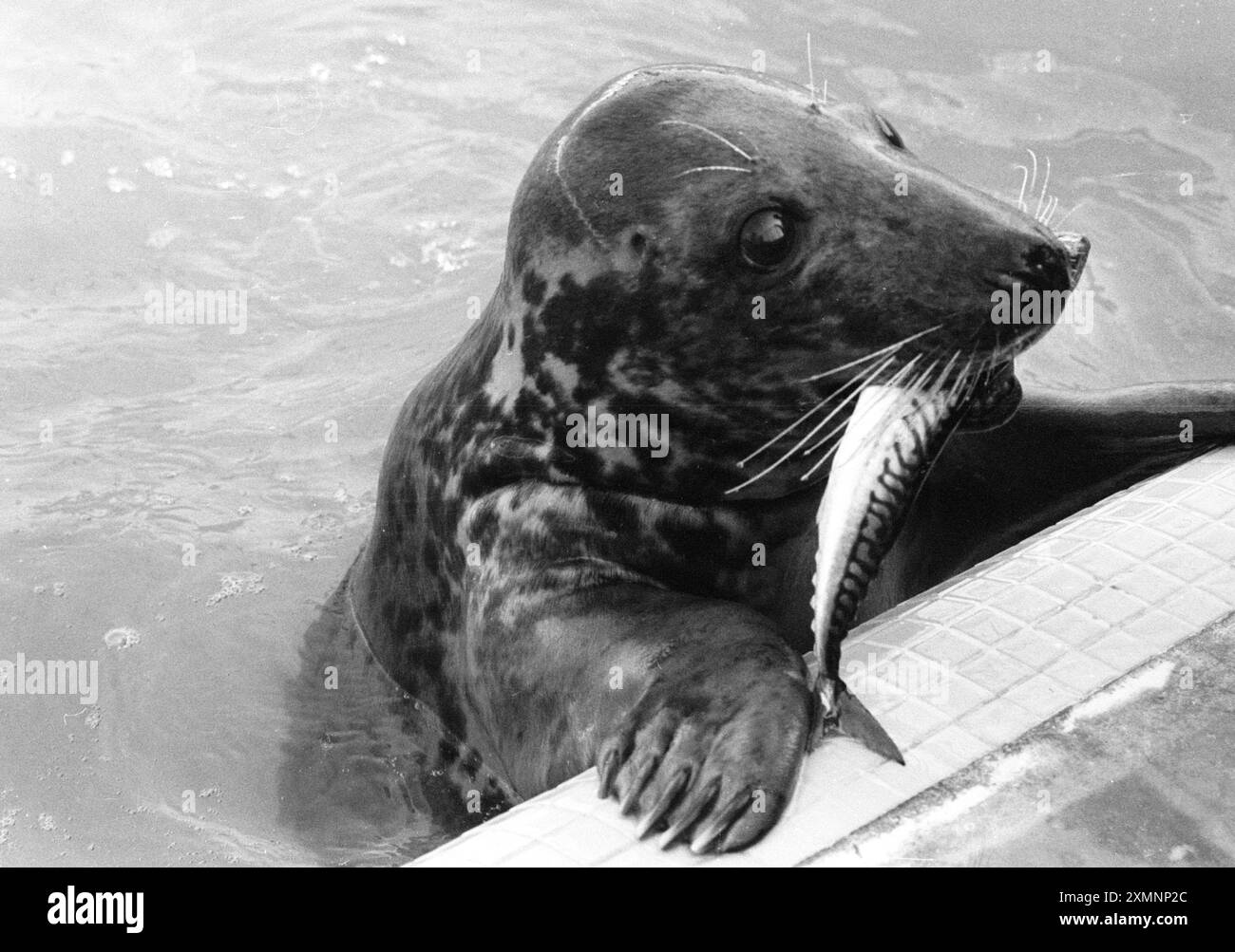 Un phoque dans un sanctuaire de phoques à Gweek, près de Helston en Cornouailles où des tas de bébés phoques avaient été échoués sur les plages après de grosses tempêtes. 20 juin 1989 photo de Roger Bamber Banque D'Images