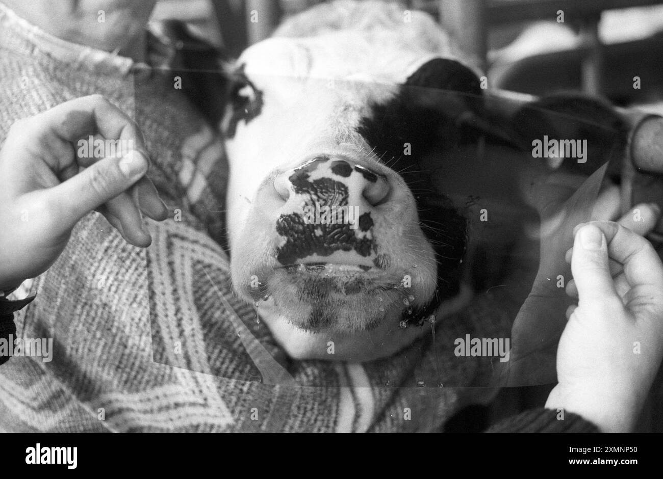 La police du Dorset prend une empreinte du nez d'une vache à Ranston Farm, Shroton. Les empreintes de nez de bovins sont aussi uniques que les empreintes digitales humaines et elles sont enregistrées dans le cadre d'un programme mis en place par la police et l'Association des propriétaires fonciers du pays pour lutter contre la criminalité rurale. 25 mars 1994 photo de Roger Bamber Banque D'Images