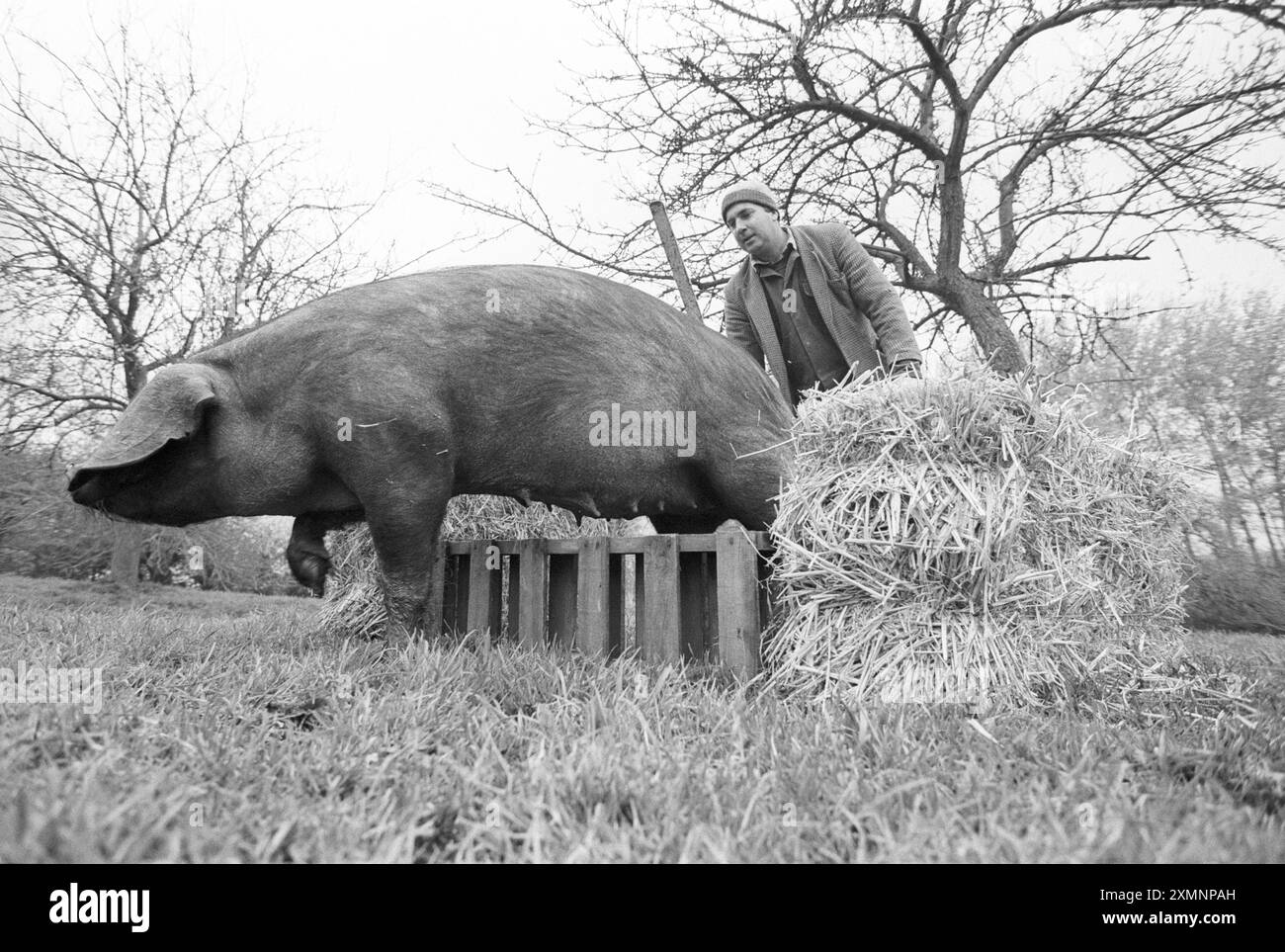 Pig ????photo de Roger Bamber Banque D'Images