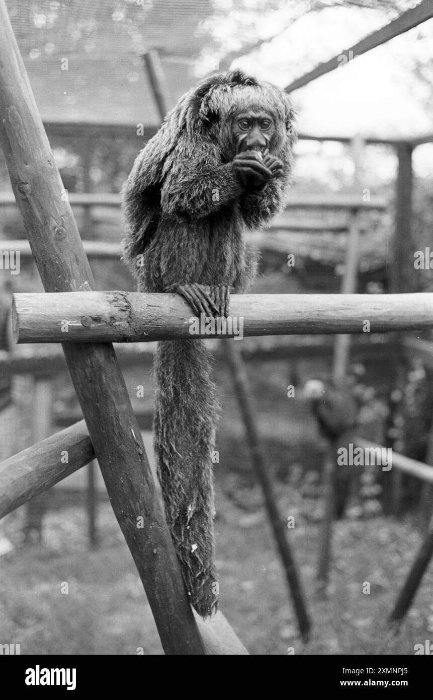 Singes 1 décembre 1989 photo de Roger Bamber Banque D'Images