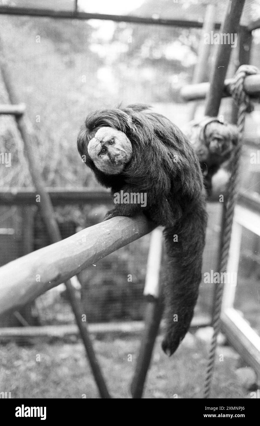 Singes 1 décembre 1989 photo de Roger Bamber Banque D'Images