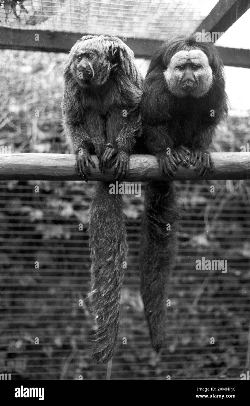 Singes 1 décembre 1989 photo de Roger Bamber Banque D'Images