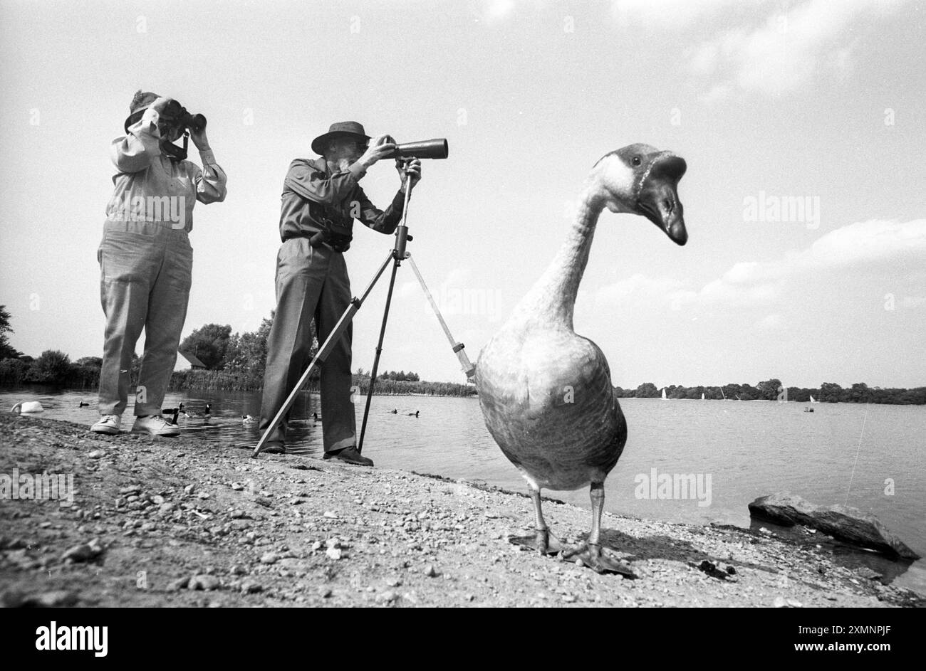 Duck Count 13 septembre 1991 photo de Roger Bamber Banque D'Images