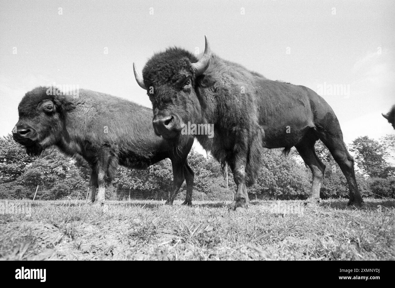 Bisons élevés à West Knoyle sur Salisbury Plain, Wiltshire C'était au début du troupeau de bisons gardé à Bush Farm, West Knoyle. En 2020, le Bush Farm Bison Centre possède des troupeaux importants de bisons et de wapitis 17 août 1994 photo de Roger Bamber Banque D'Images