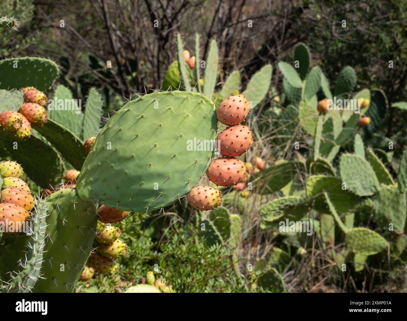Opuntia également connu sous le nom de cactus de poire Prickly sont connus pour leurs fruits savoureux et leurs épines Banque D'Images