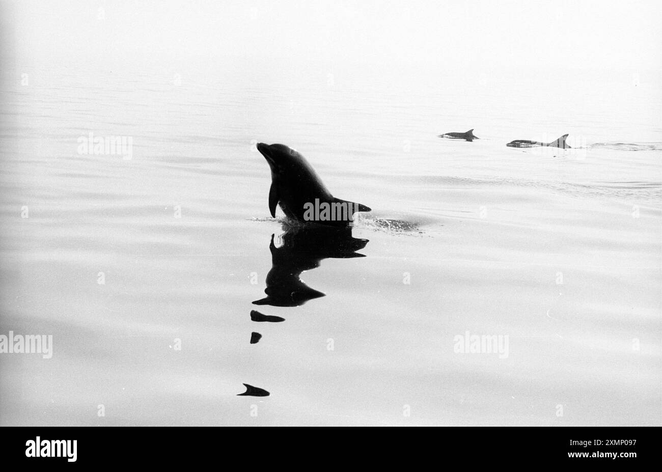 Dauphins dans Cardigan Bay Banque D'Images