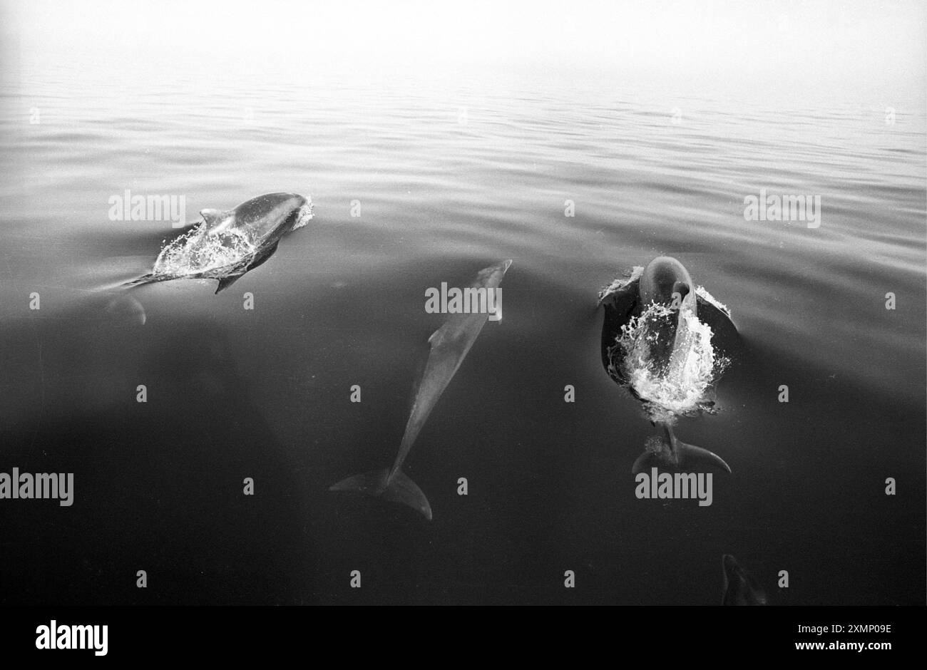 Dauphins dans Cardigan Bay Banque D'Images