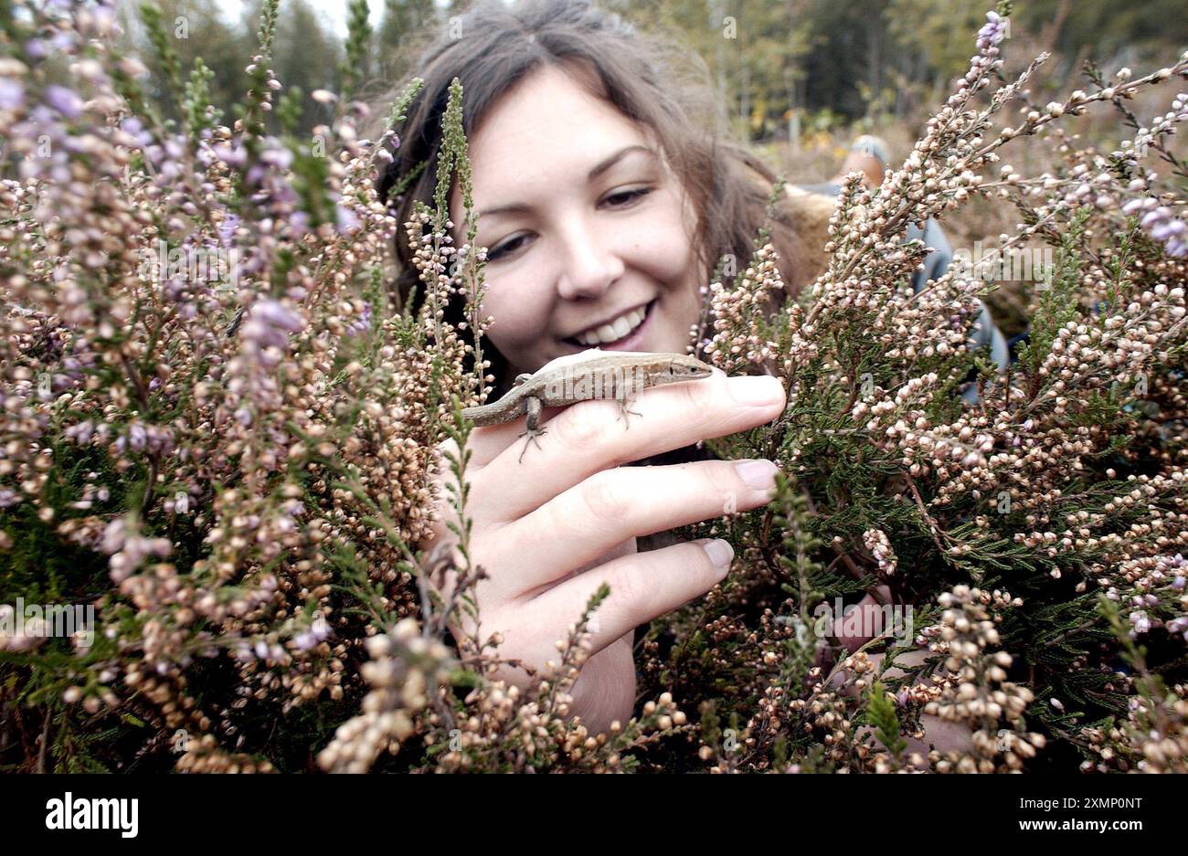 Photo de Roger Bamber : 18 octobre 2002 : la scientifique environnementale Liz Wood (24 ans) présente l'un des 60 lézards communs (Lacerta Vivipara) à la bruyère sur sa nouvelle maison de landes à Southern Waters Powdermill Reservoir Wood, près de Hastings, East Sussex. Les reptiles ont été rendus sans abri par la construction d'un nouveau développement de logements et sont relogés dans quatre hectares de santé rétablie restaurée en tant qu'habitat naturel par Southern Water. Ils seront rejoints par 500 autres l'année prochaine. Banque D'Images