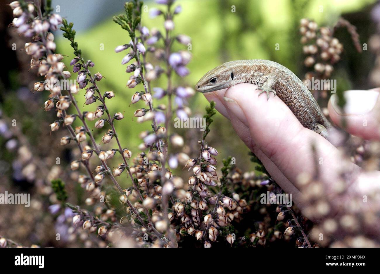 Photo de Roger Bamber : 18 octobre 2002 : la scientifique environnementale Liz Wood (24 ans) présente l'un des 60 lézards communs (Lacerta Vivipara) à la bruyère sur sa nouvelle maison de landes à Southern Waters Powdermill Reservoir Wood, près de Hastings, East Sussex. Les reptiles ont été rendus sans abri par la construction d'un nouveau développement de logements et sont relogés dans quatre hectares de santé rétablie restaurée en tant qu'habitat naturel par Southern Water. Ils seront rejoints par 500 autres l'année prochaine. Banque D'Images