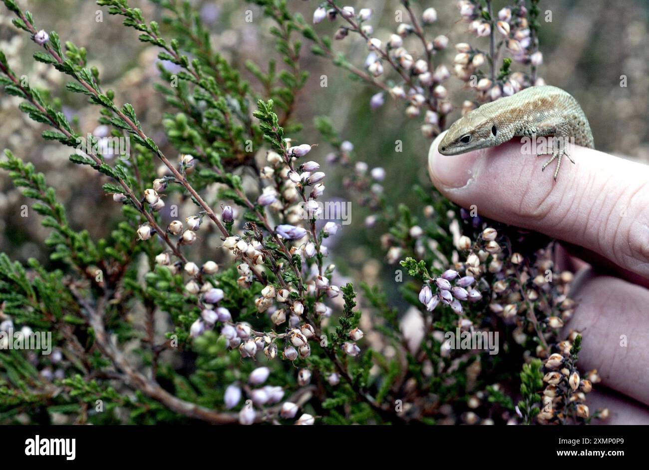 Photo de Roger Bamber : 18 octobre 2002 : la scientifique environnementale Liz Wood (24 ans) présente l'un des 60 lézards communs (Lacerta Vivipara) à la bruyère sur sa nouvelle maison de landes à Southern Waters Powdermill Reservoir Wood, près de Hastings, East Sussex. Les reptiles ont été rendus sans abri par la construction d'un nouveau développement de logements et sont relogés dans quatre hectares de santé rétablie restaurée en tant qu'habitat naturel par Southern Water. Ils seront rejoints par 500 autres l'année prochaine. Banque D'Images