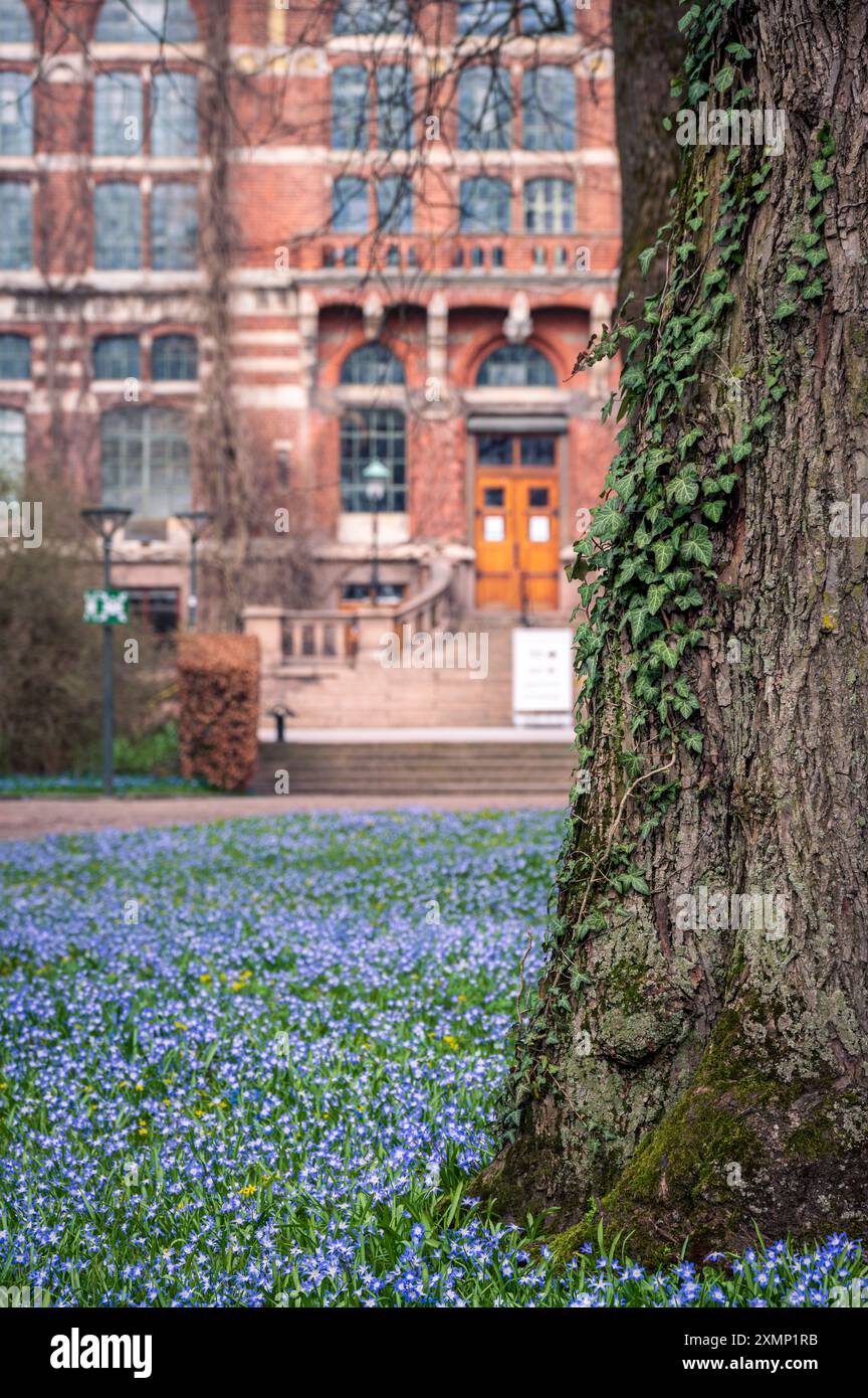 Champ de fleurs scilla devant la bibliothèque universitaire à Lund en Suède au printemps Banque D'Images