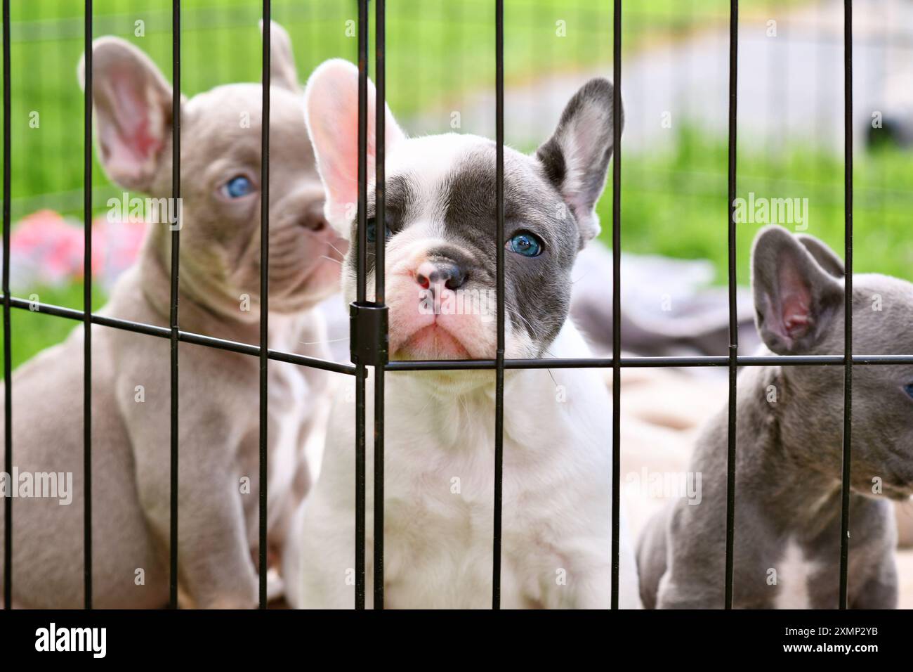 Mignon pied chien bouledogue français chiot derrière les barreaux Banque D'Images