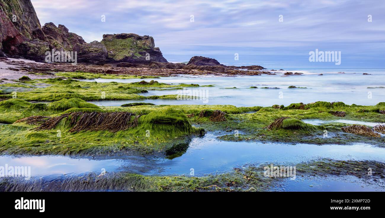 Des algues ont recouvert des roches à Westcombe Beach dans le sud du Devon au Royaume-Uni Banque D'Images