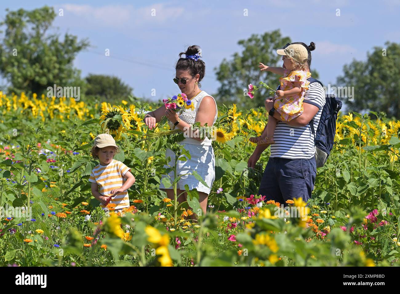 Météo saisonnière les visiteurs de Writtle Sunflowers à Pooty Pools Farm près de Chelmsford apprécient le retour du temps chaud de l'été en marchant parmi et en cueillant les tournesols et les fleurs sauvages dans la prairie. Avec des températures qui devraient dépasser 30c cette semaine, les températures les plus élevées de l'année sont possibles. Essex Chelmsford UK Copyright : xMartinxDaltonx Writtle Sunflower 290724 MD 230 Banque D'Images