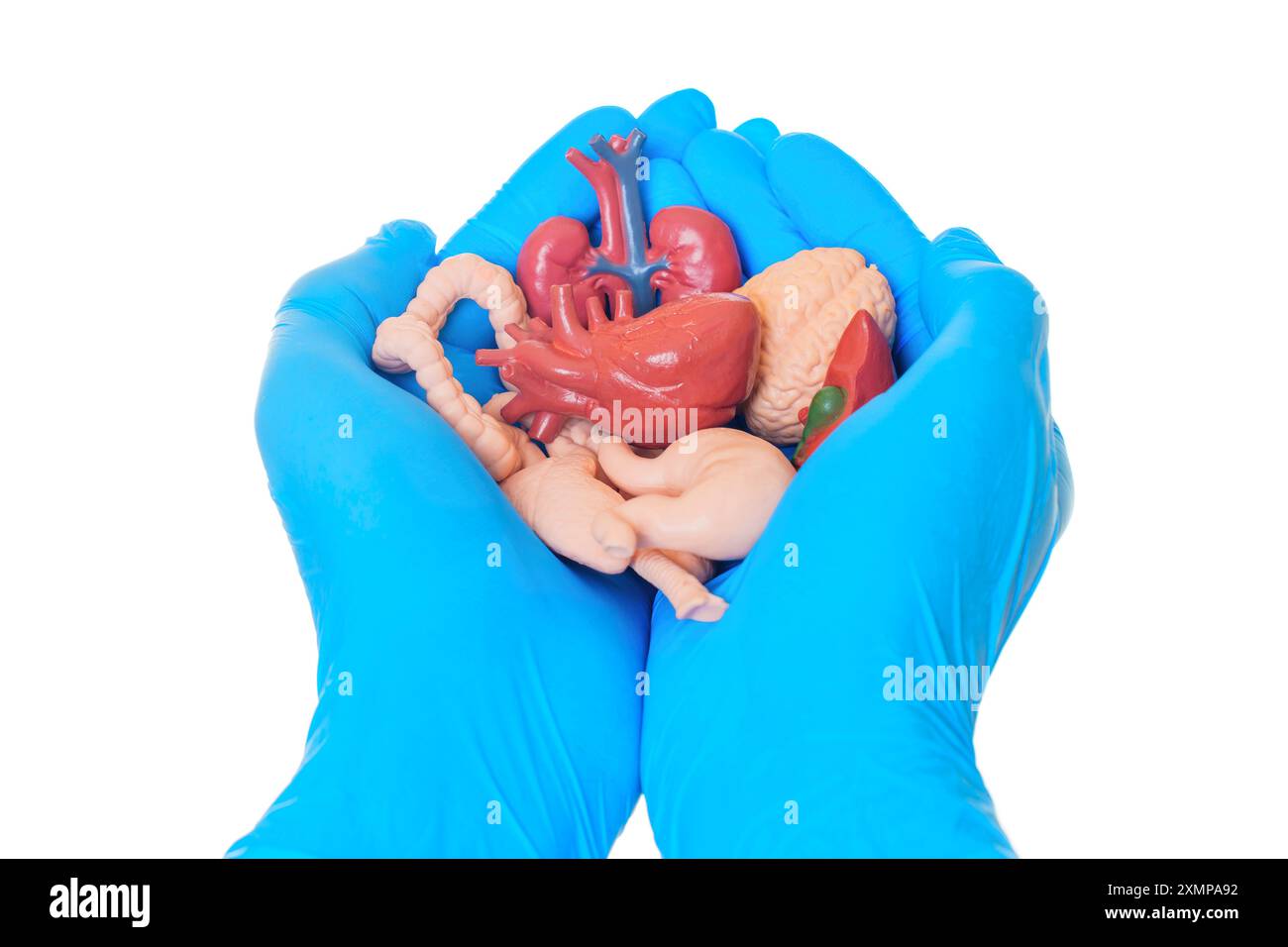 Deux mains en gants bleus tiennent délicatement une collection de modèles anatomiques, y compris un cerveau, un cœur et des organes digestifs. Parfait pour l'enseignement médical Banque D'Images