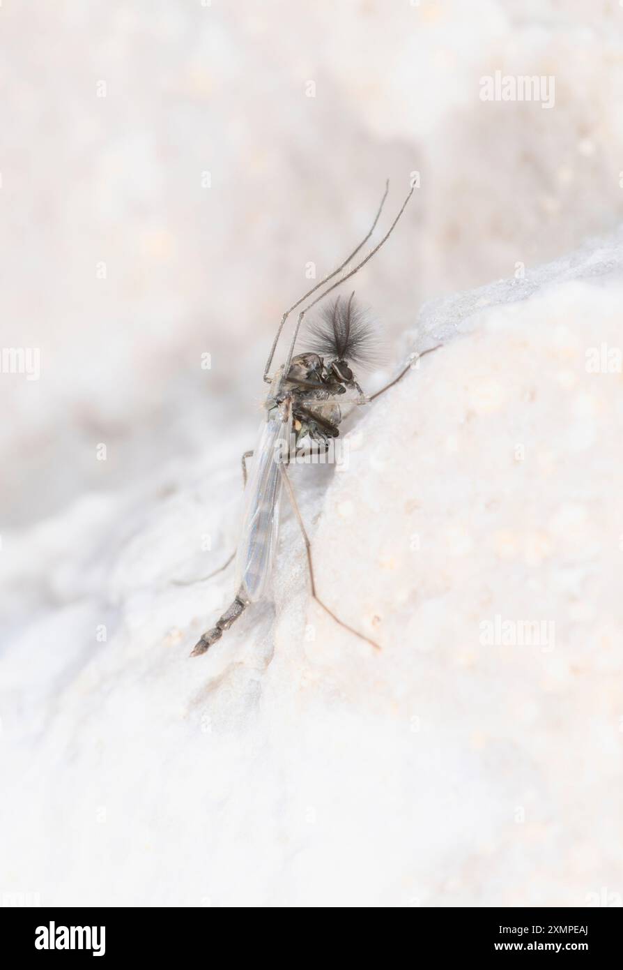 Gros plan d'un moucheron non mordu de la famille des Chironomidae reposant sur une surface de couleur claire dans le Colorado. Banque D'Images