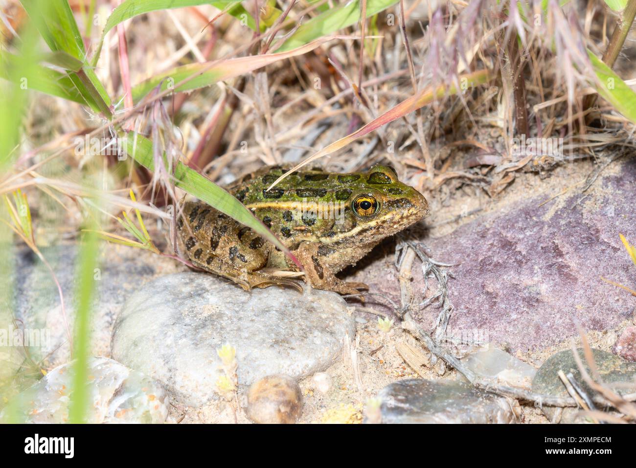 Une grenouille léopard (Lithobates pipiens) est perchée parmi les rochers et l'herbe dans son habitat naturel au Colorado. Banque D'Images