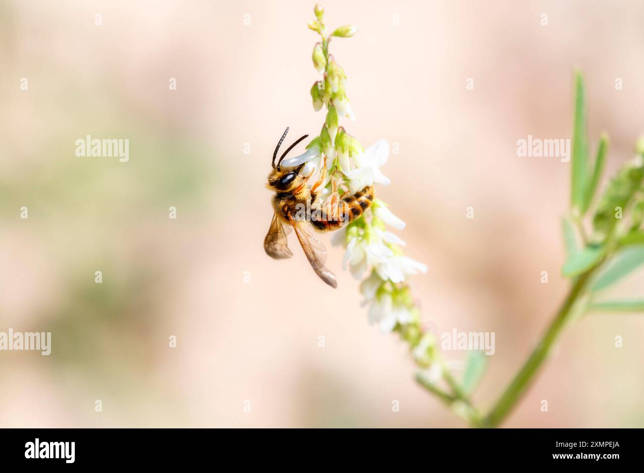 Une abeille mineure Prunus, Andrena prunorum, recueille diligemment le pollen des fleurs sauvages délicates du Colorado. Banque D'Images