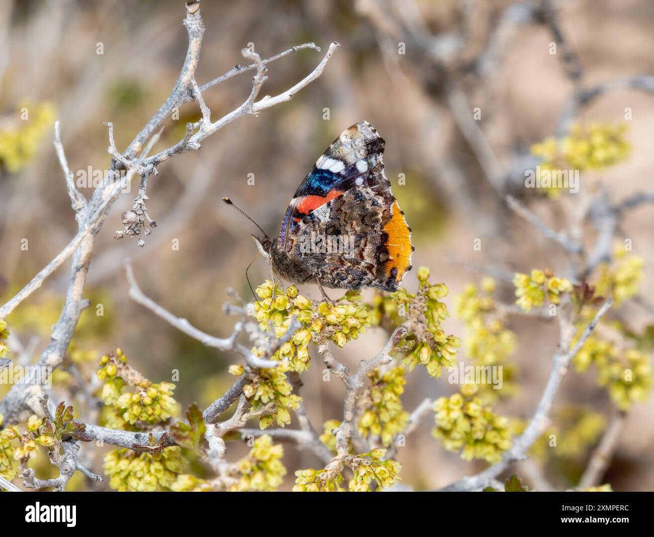 Un papillon de l'amiral rouge (Vanessa atalanta) peut être vu parmi les plantes en fleurs dans le Colorado. Banque D'Images
