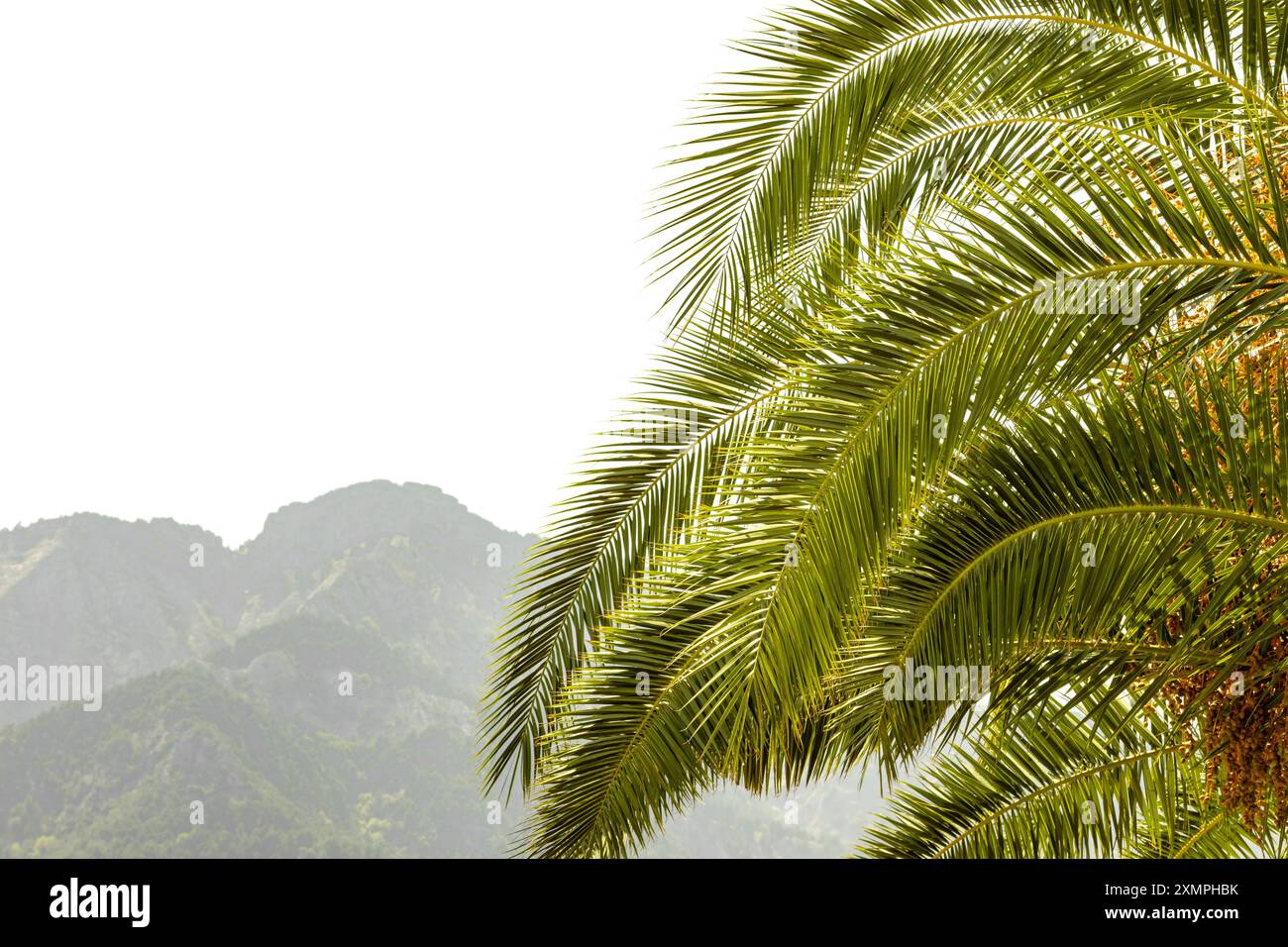 un palmier sur un fond blanc Banque D'Images