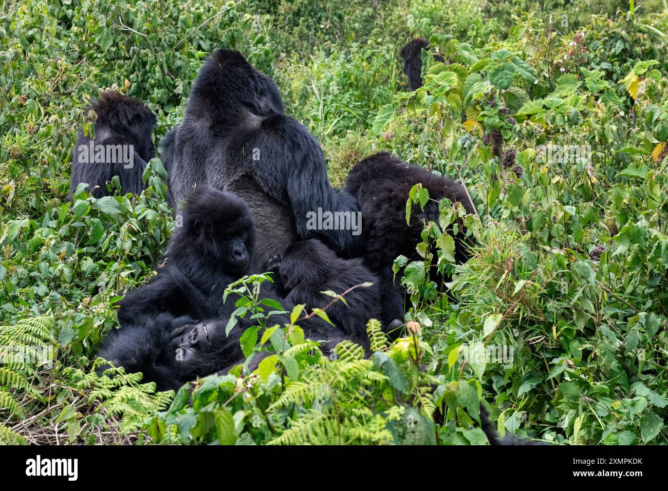 Rwanda, Parc National des volcans. Gorille de montagne (Gorilla beringei beringei) famille Amahoro. Banque D'Images