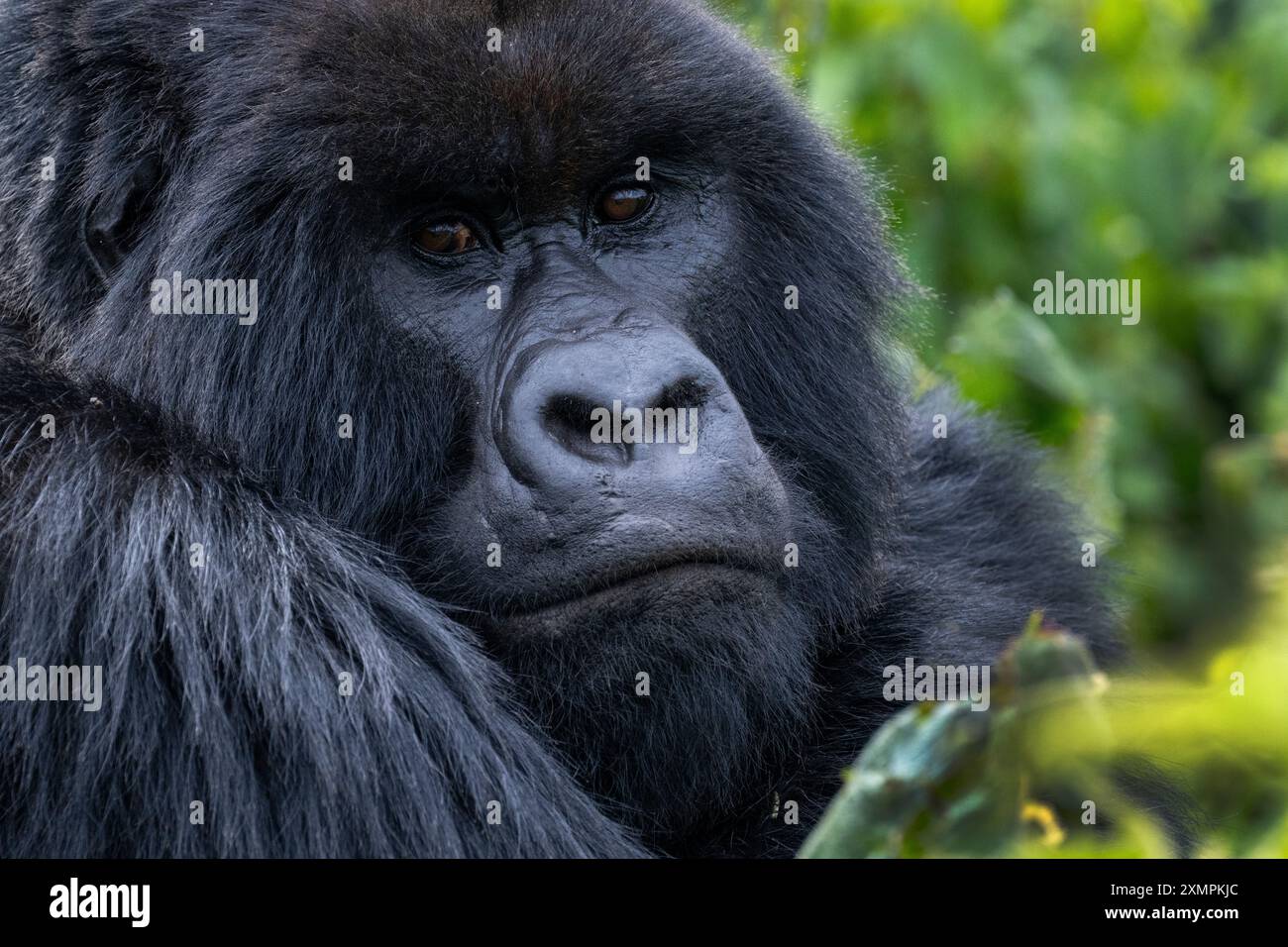 Rwanda, Parc National des volcans. Gorille de montagne (Gorilla beringei beringei) famille Amahoro, dos argenté. Banque D'Images
