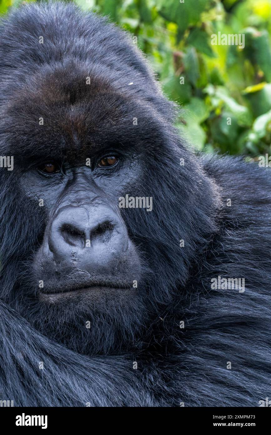 Rwanda, Parc National des volcans. Gorille de montagne (Gorilla beringei beringei) famille Amahoro, dos argenté. Banque D'Images