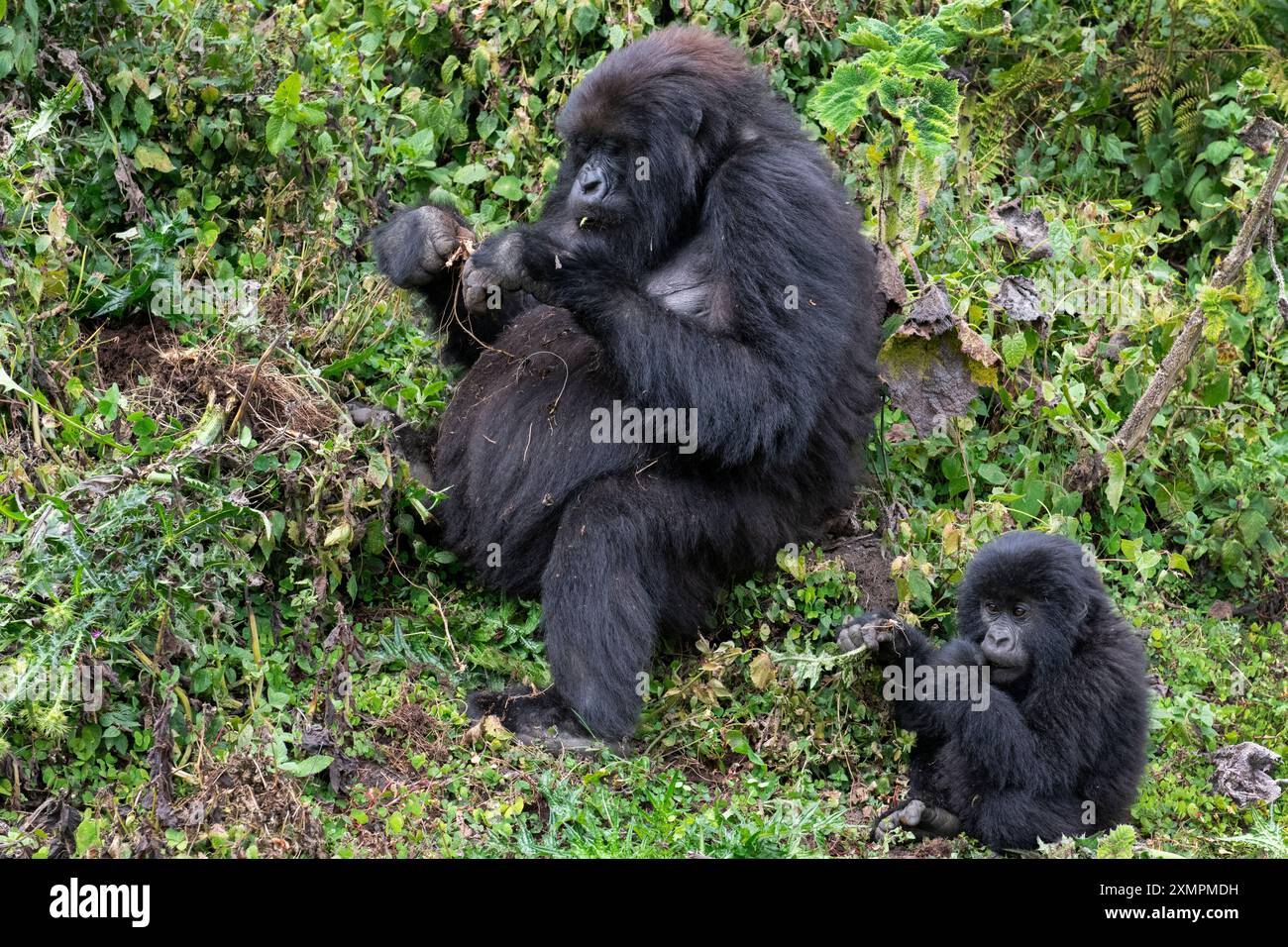 Rwanda, Parc National des volcans. Gorille de montagne (Gorilla beringei beringei) famille Amahoro. Femelle avec bébé mangeant. Banque D'Images
