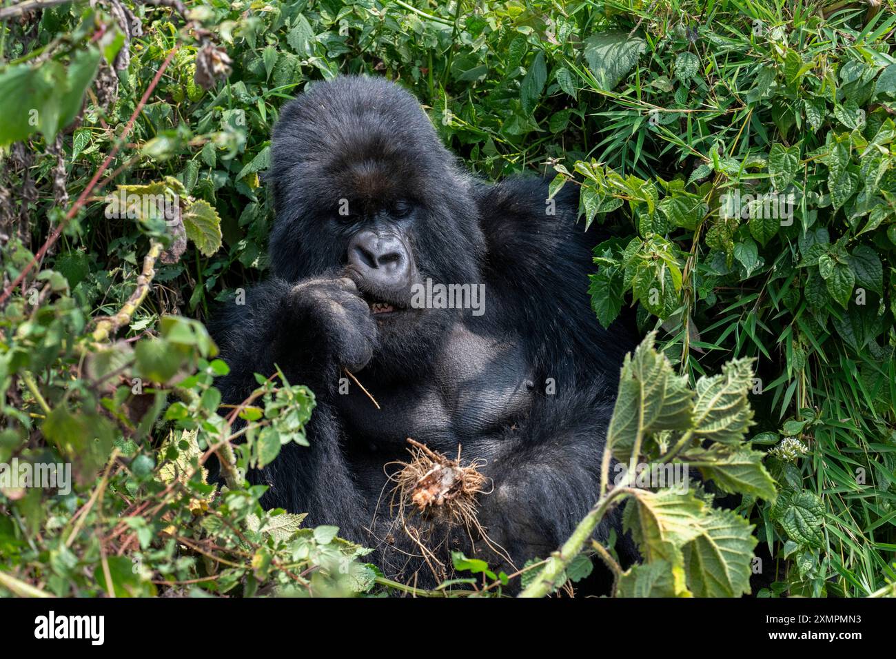 Rwanda, Parc National des volcans. Gorille de montagne (Gorilla beringei beringei) Amahoro groupe familial, argentée mangeant. Banque D'Images