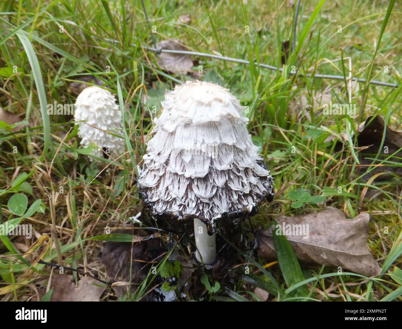 Champignon parasol de Shaggy, perruque d'avocats, ou Shaggy Inkcap 'Coprinus comatus' Agaricaceae. Croissance sur la marge du champ près de Frome dans le Somerset. Banque D'Images