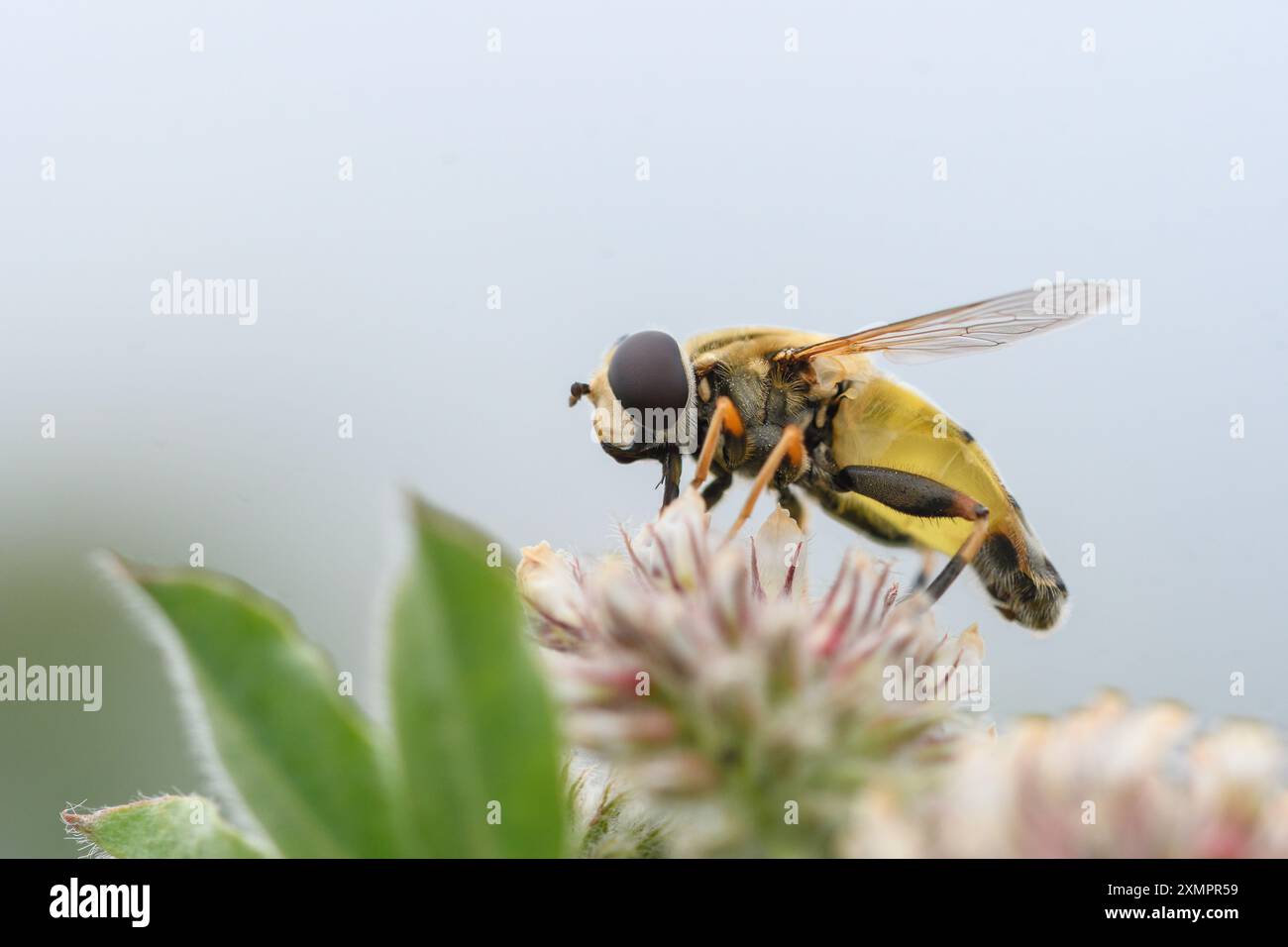 Gros plan de l'hoverfly Helophilus trivittatus se nourrissant d'une fleur Banque D'Images