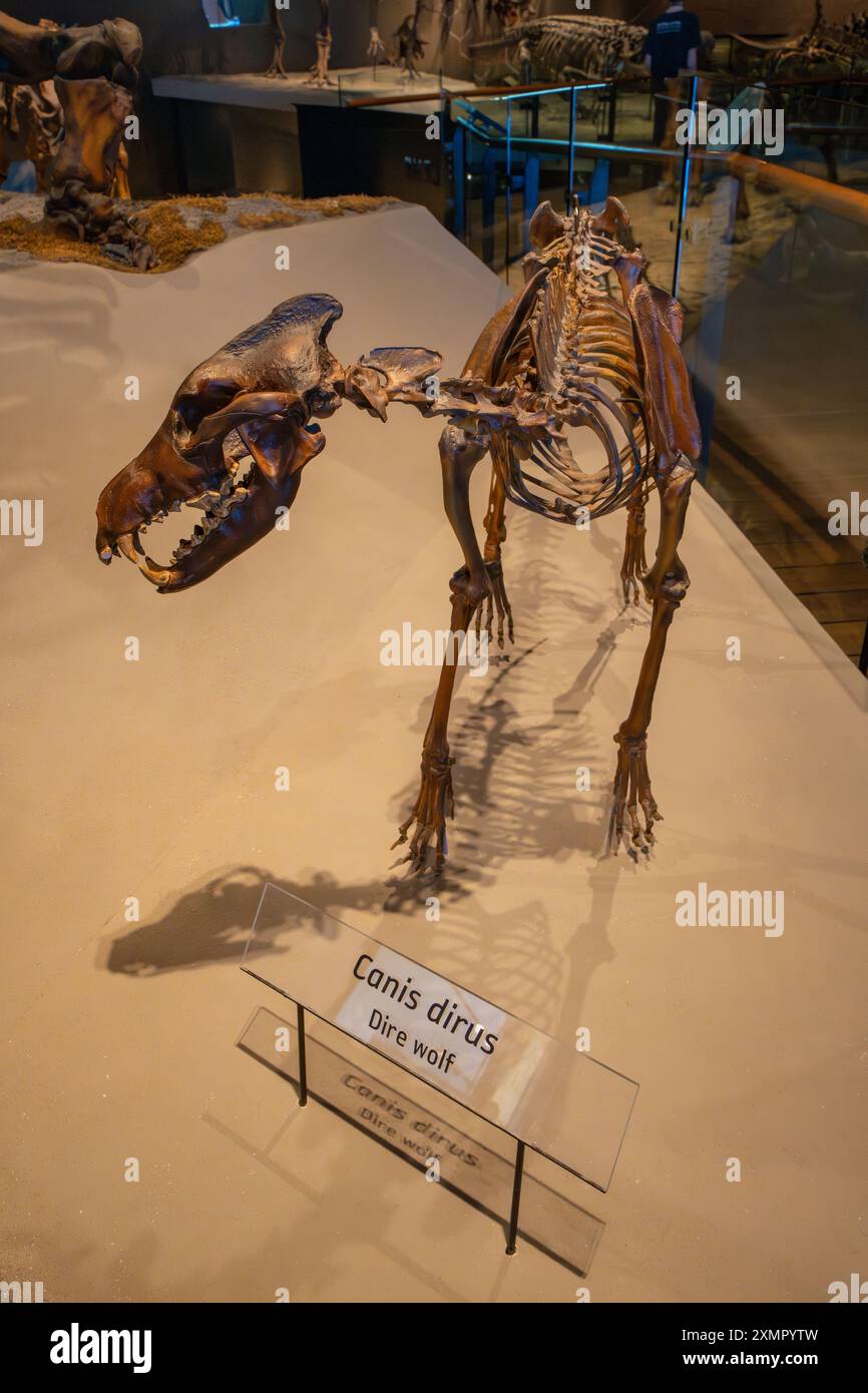 Squelette d'un loup méchant, Aenocyon dirus, au Musée d'histoire naturelle de l'Utah, Salt Lake City, Utah. Banque D'Images