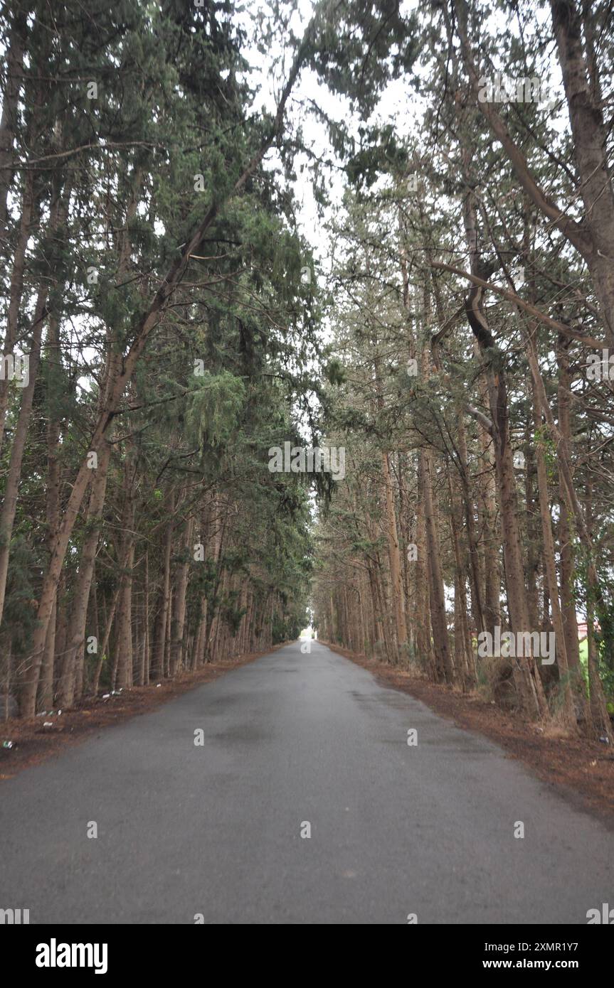 La belle route asphaltée vide au milieu des arbres luxuriants poussant à Chypre Banque D'Images