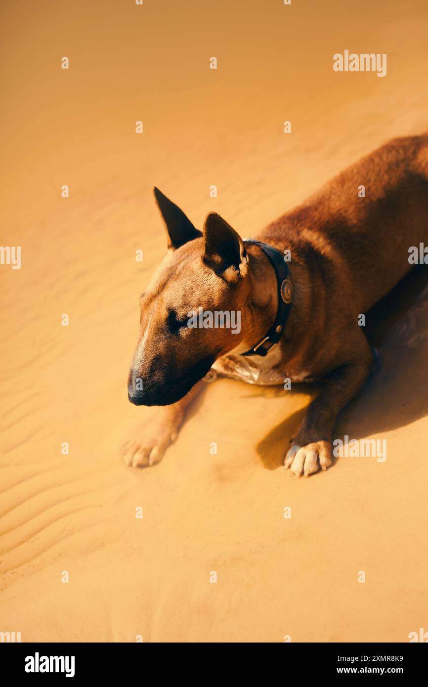 Un taureau de gingembre terrier repose dans l'eau chaude près de la plage, profitant des rayons du soleil. Le chien est en vacances d'été. Banque D'Images