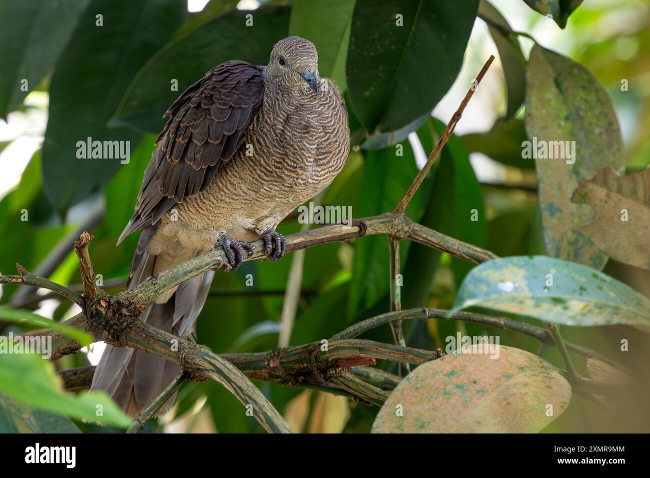 Barred Cuckoo-Dove - Macropygia unchall, belle colombe colorée originaire des forêts et des bois d'Asie du Sud et du Sud-est, Malaisie. Banque D'Images