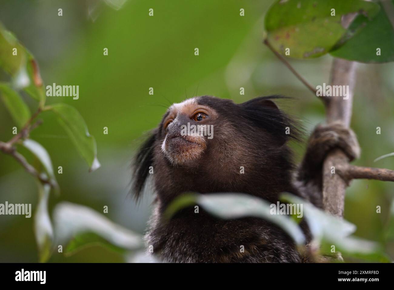 Forêt tropicale Nouveau monde singe Banque D'Images