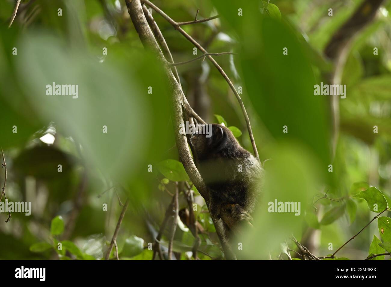 Forêt tropicale Nouveau monde singe Banque D'Images