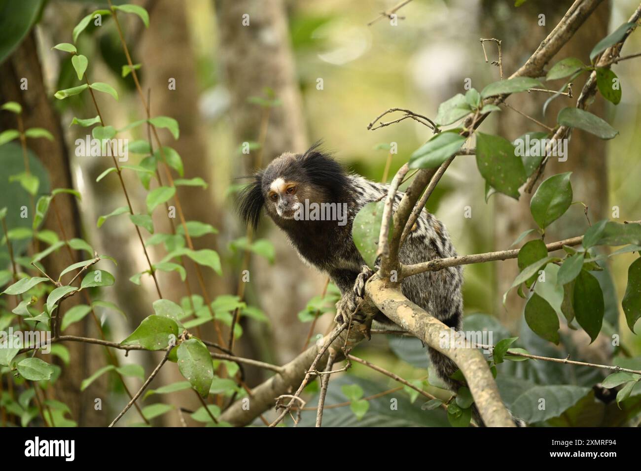 Forêt tropicale Nouveau monde singe Banque D'Images