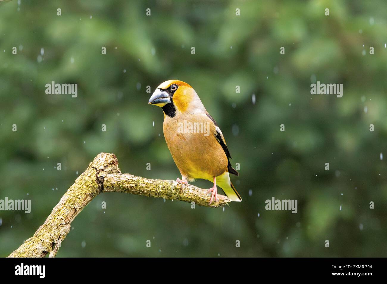 Gros plan d'un Hawfinch mâle, Coccothraustes coccothraustes, pendant la tempête de pluie reposant sur une branche horizontale sur un fond vert foncé flou Banque D'Images