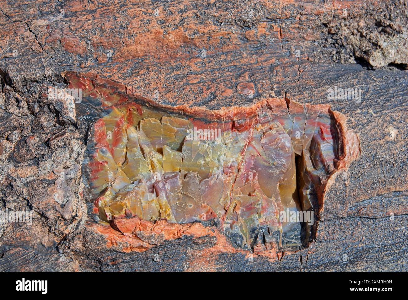 Gros plan de cristaux minéraux colorés internes à la bûche de bois pétrifiée Banque D'Images